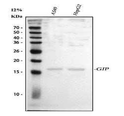 Invitrogen GIP Polyclonal Antibody 100 &mu;g; Unconjugated:Antibodies,