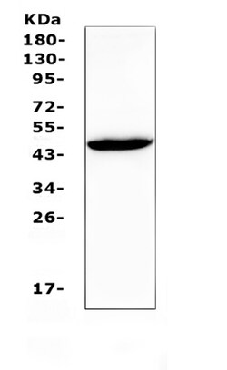 Invitrogen Connexin 45 Polyclonal Antibody 100 &mu;g; Unconjugated:Antibodies,