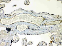 Invitrogen Connexin 45 Polyclonal Antibody 100 &mu;g; Unconjugated:Antibodies,