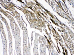 Invitrogen Connexin 45 Polyclonal Antibody 100 &mu;g; Unconjugated:Antibodies,