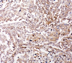 Invitrogen Glutaredoxin 2 Polyclonal Antibody 100 &mu;g; Unconjugated:Antibodies,