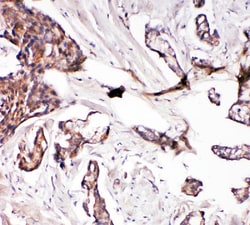 Invitrogen Glutaredoxin 2 Polyclonal Antibody 100 &mu;g; Unconjugated:Antibodies,