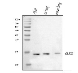 Invitrogen Glutaredoxin 2 Polyclonal Antibody 100 &mu;g; Unconjugated:Antibodies,