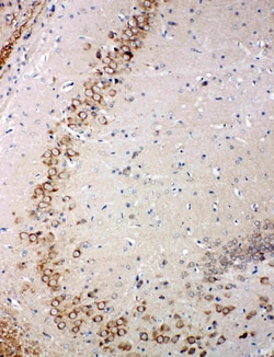 Invitrogen Glutaredoxin 2 Polyclonal Antibody 100 &mu;g; Unconjugated:Antibodies,