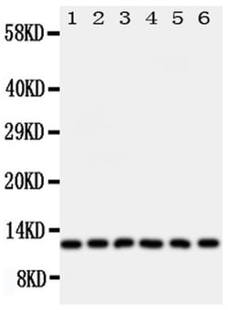 Invitrogen Glutaredoxin 2 Polyclonal Antibody 100 &mu;g; Unconjugated:Antibodies,