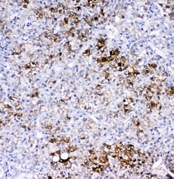 Invitrogen GSTA1/A2/A3/A4/A5 Polyclonal Antibody 100 μg; Unconjugated:Antibodies,