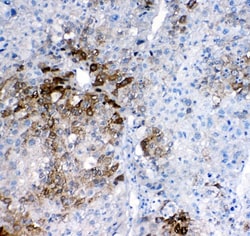 Invitrogen GSTA1/A2/A3/A4/A5 Polyclonal Antibody 100 μg; Unconjugated:Antibodies,