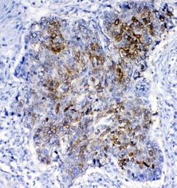 Invitrogen GSTA1/A2/A3/A4/A5 Polyclonal Antibody 100 μg; Unconjugated:Antibodies,