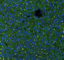 Invitrogen GSTA1/A2/A3/A4/A5 Polyclonal Antibody 100 &mu;g; Unconjugated:Antibodies,