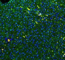 Invitrogen GSTA1/A2/A3/A4/A5 Polyclonal Antibody 100 &mu;g; Unconjugated:Antibodies,