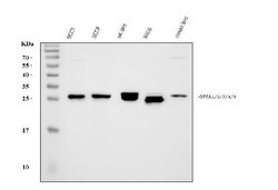 Invitrogen GSTA1/A2/A3/A4/A5 Polyclonal Antibody 100 &mu;g; Unconjugated:Antibodies,
