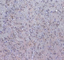 Invitrogen GSTM3 Polyclonal Antibody 100 &mu;g; Unconjugated:Antibodies,