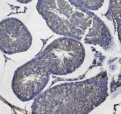 Invitrogen GSTM3 Polyclonal Antibody 100 &mu;g; Unconjugated:Antibodies,