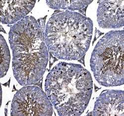 Invitrogen GSTM3 Polyclonal Antibody 100 &mu;g; Unconjugated:Antibodies,