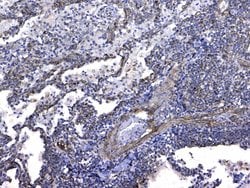 Invitrogen GSTM3 Polyclonal Antibody 100 &mu;g; Unconjugated:Antibodies,