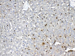 Invitrogen GSTP1 Polyclonal Antibody 100 &mu;g; Unconjugated:Antibodies,
