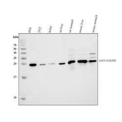 Invitrogen GSTP1 Polyclonal Antibody 100 &mu;g; Unconjugated:Antibodies,