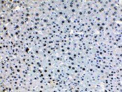 Invitrogen HDGF Polyclonal Antibody 100 &mu;g; Unconjugated:Antibodies,