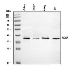 Invitrogen HDGF Polyclonal Antibody 100 &mu;g; Unconjugated:Antibodies,