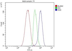 Invitrogen HGD Polyclonal Antibody 100 &mu;g; Unconjugated:Antibodies,