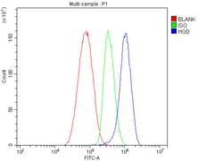 Invitrogen HGD Polyclonal Antibody 100 &mu;g; Unconjugated:Antibodies,
