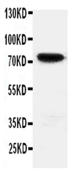 Invitrogen HIF3A Polyclonal Antibody 100 &mu;g; Unconjugated:Antibodies,