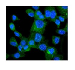 Invitrogen HINT1 Polyclonal Antibody 100 &mu;g; Unconjugated:Antibodies,
