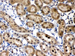 Invitrogen HINT1 Polyclonal Antibody 100 &mu;g; Unconjugated:Antibodies,