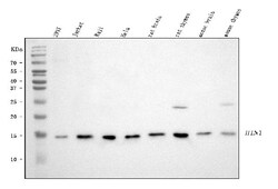 Invitrogen HINT1 Polyclonal Antibody 100 &mu;g; Unconjugated:Antibodies,