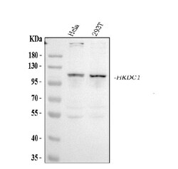 Invitrogen HKDC1 Polyclonal Antibody 100 &mu;g; Unconjugated:Antibodies,