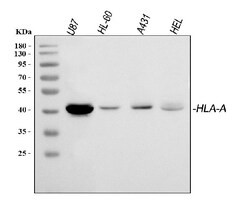 Invitrogen HLA-A Polyclonal Antibody 100 &mu;g; Unconjugated:Antibodies,