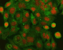 Invitrogen HLTF Polyclonal Antibody 100 &mu;g; Unconjugated:Antibodies,