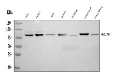 Invitrogen HLTF Polyclonal Antibody 100 &mu;g; Unconjugated:Antibodies,