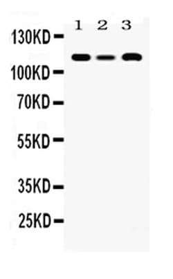 Invitrogen HLTF Polyclonal Antibody 100 &mu;g; Unconjugated:Antibodies,