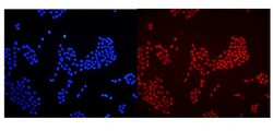 Invitrogen HMGB1 Polyclonal Antibody 100 &mu;g; Unconjugated:Antibodies,
