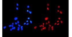 Invitrogen HMGB1 Polyclonal Antibody 100 &mu;g; Unconjugated:Antibodies,