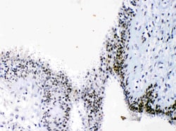 Invitrogen HMGB1 Polyclonal Antibody 100 &mu;g; Unconjugated:Antibodies,