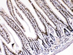 Invitrogen HMGB1 Polyclonal Antibody 100 &mu;g; Unconjugated:Antibodies,