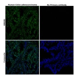 Invitrogen HMGB1 Polyclonal Antibody 100 &mu;g; Unconjugated:Antibodies,