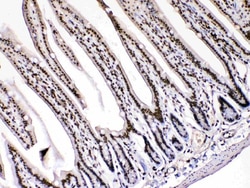 Invitrogen HMGB1 Polyclonal Antibody 100 &mu;g; Unconjugated:Antibodies,