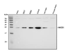 Invitrogen HMGB1 Polyclonal Antibody 100 &mu;g; Unconjugated:Antibodies,