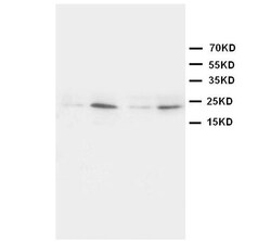 Invitrogen HMGB4 Polyclonal Antibody 100 &mu;g; Unconjugated:Antibodies,