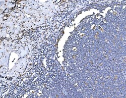Invitrogen HO-1 Polyclonal Antibody 100 &mu;g; Unconjugated:Antibodies,