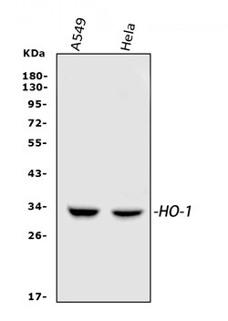 Invitrogen HO-1 Polyclonal Antibody 100 &mu;g; Unconjugated:Antibodies,