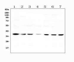 Invitrogen Heme oxygenase 2 Polyclonal Antibody 100 &mu;g; Unconjugated:Antibodies,