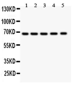 Invitrogen HNF1A Polyclonal Antibody 100 &mu;g; Unconjugated:Antibodies,