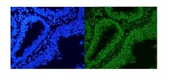 Invitrogen hnRNP A1 Polyclonal Antibody 100 &mu;g | Buy Online | Invitrogen&trade; | Fisher Scientific