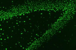 Invitrogen hnRNP A1 Polyclonal Antibody 100 &mu;g | Buy Online | Invitrogen&trade; | Fisher Scientific