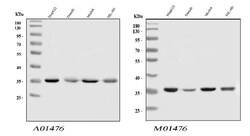 Invitrogen hnRNP A1 Polyclonal Antibody 100 &mu;g | Buy Online | Invitrogen&trade; | Fisher Scientific