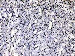 Invitrogen hnRNP A1 Polyclonal Antibody 100 &mu;g | Buy Online | Invitrogen&trade; | Fisher Scientific